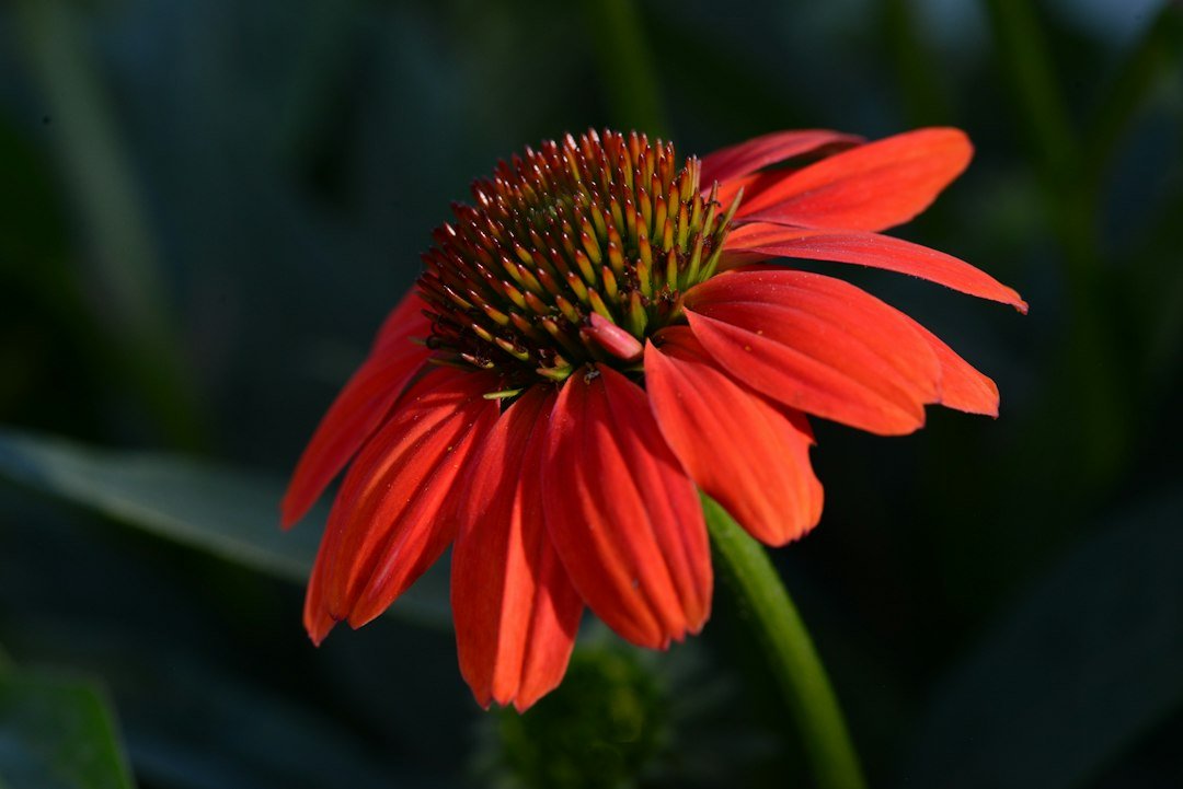 Plants and nursery production: illustrative photograph