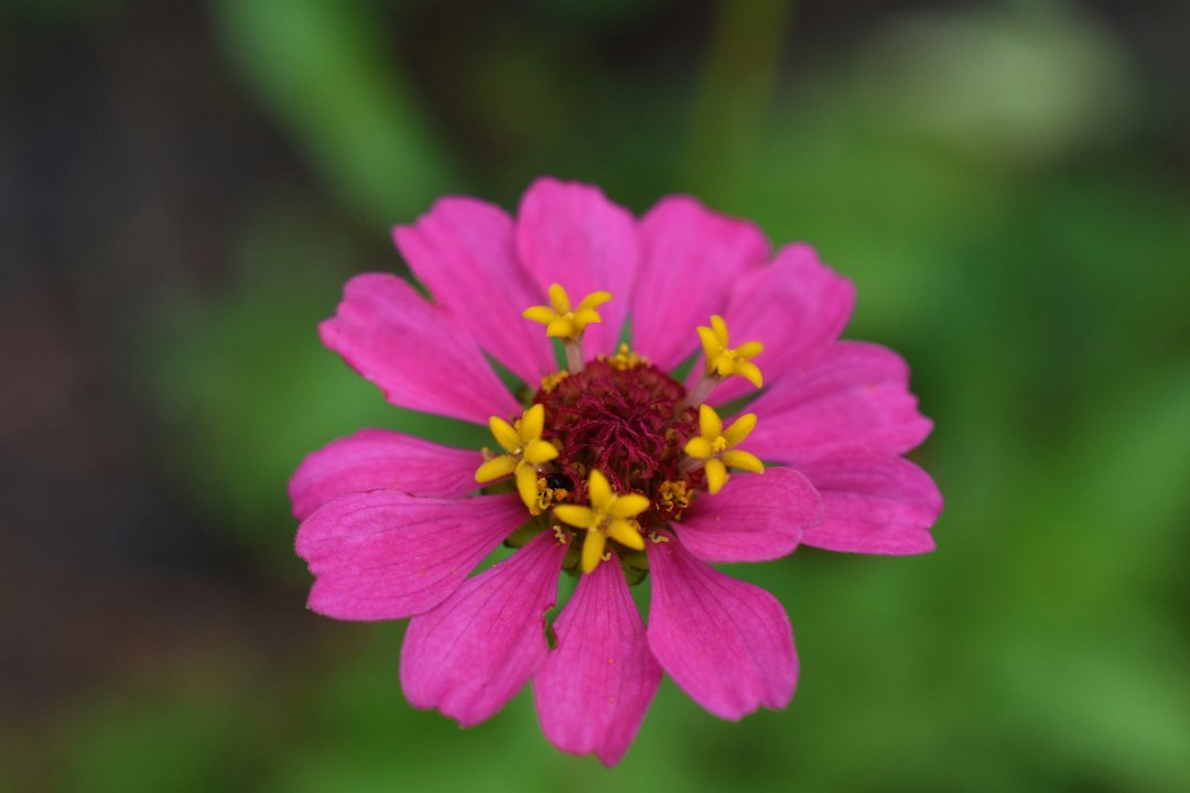 Plants and nursery production: illustrative photograph