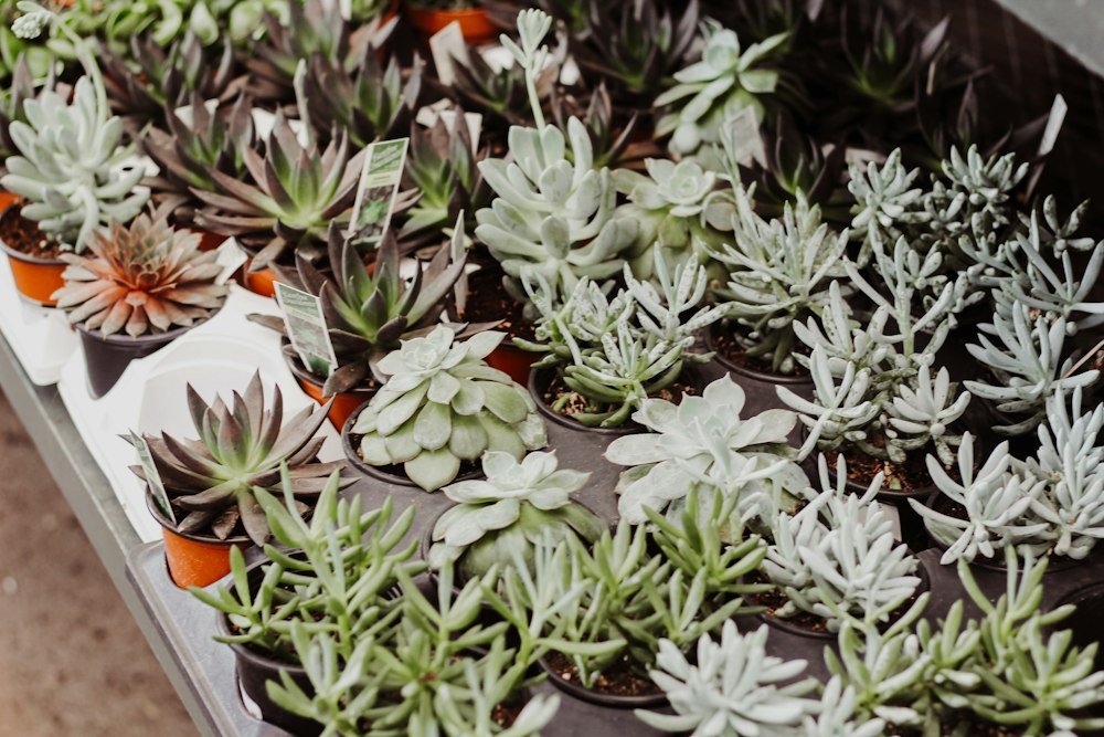 Plants and nursery production: illustrative photograph