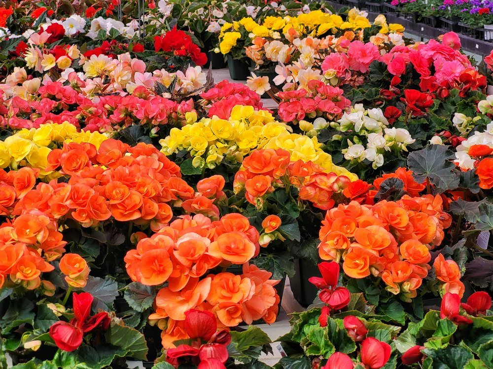 Plants and nursery production: illustrative photograph