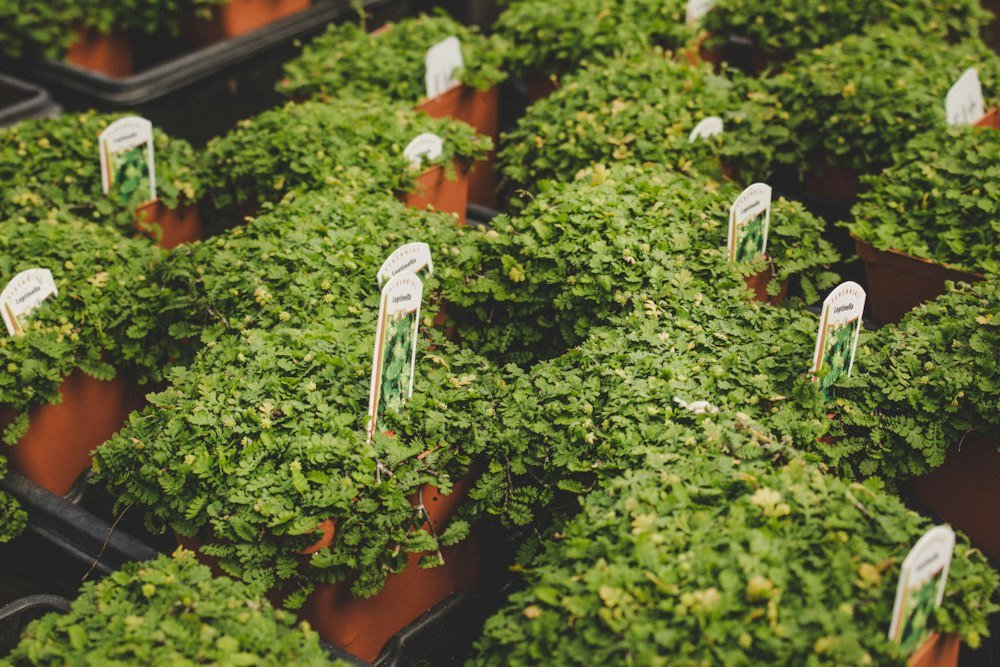 Plants and nursery production: illustrative photograph