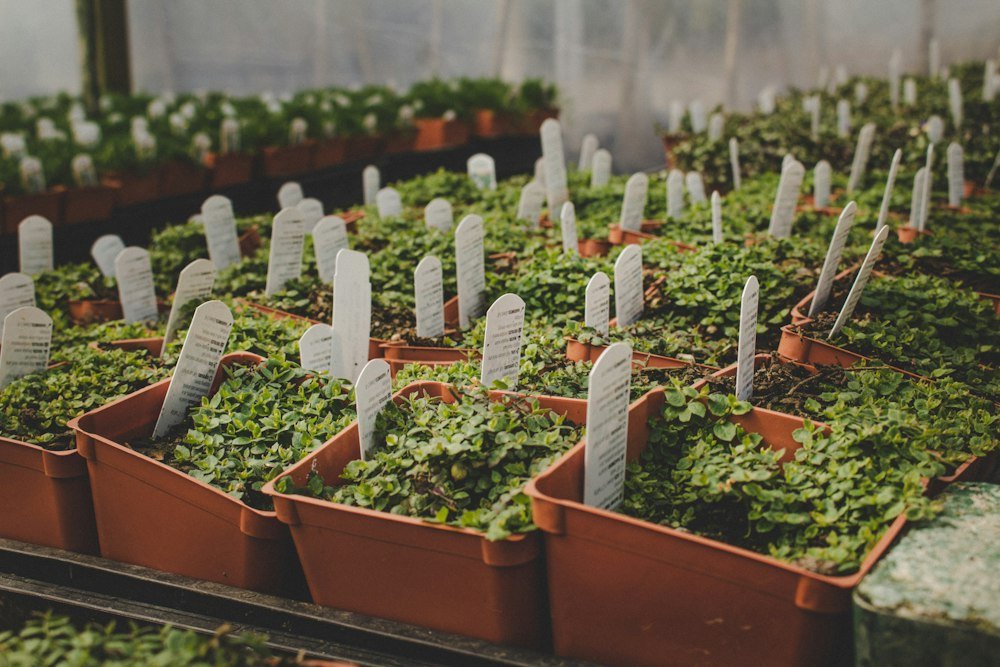 Plants and nursery production: illustrative photograph
