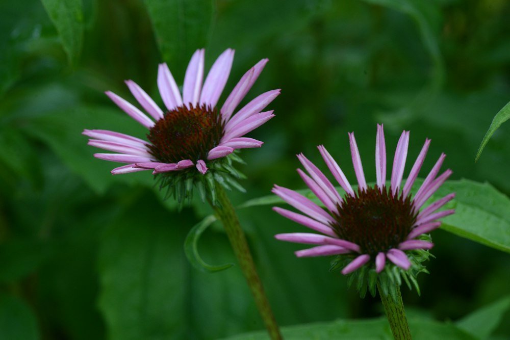 Plants and nursery production: illustrative photograph