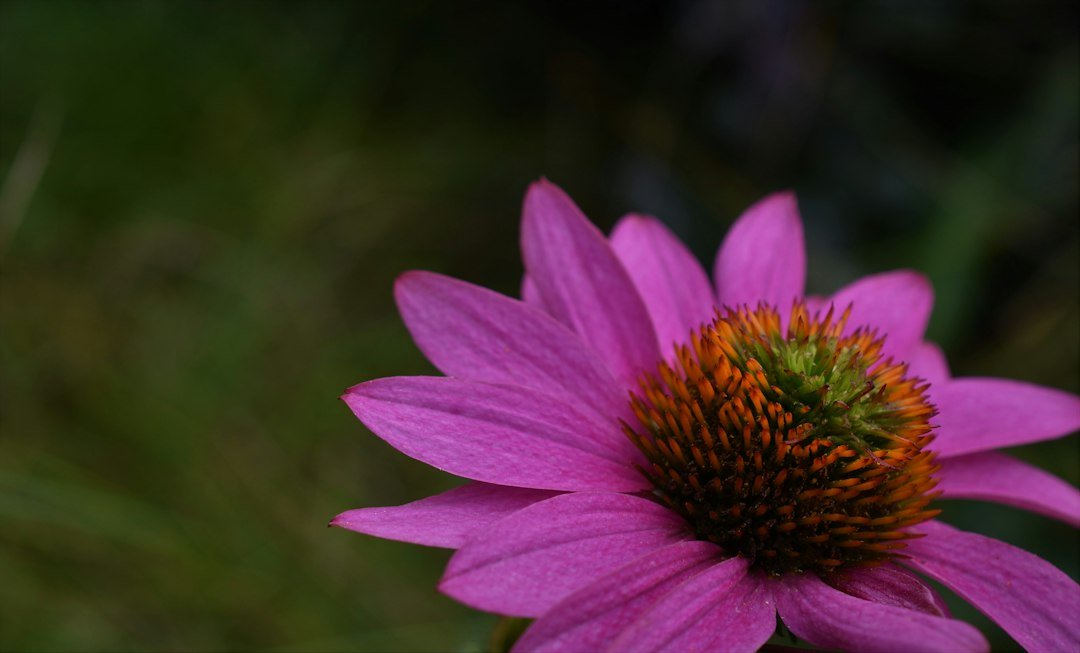 Plants and nursery production: illustrative photograph