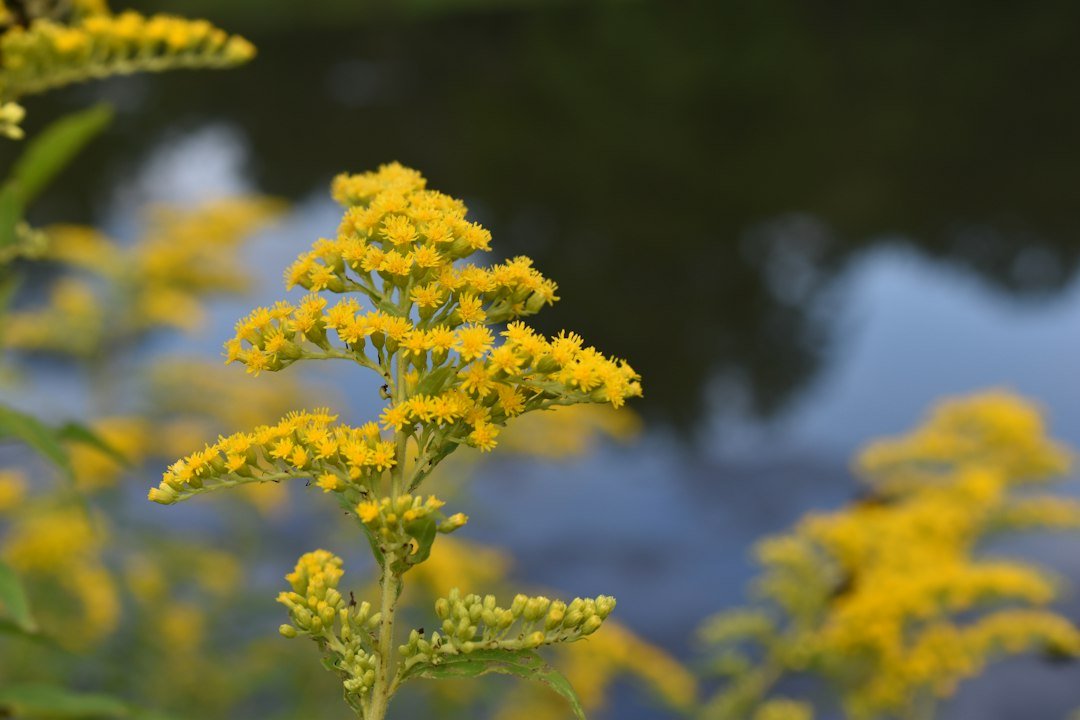 Plants and nursery production: illustrative photograph
