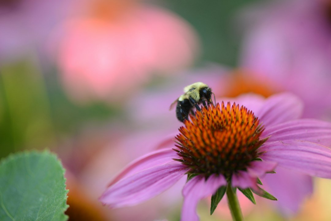 Plants and nursery production: illustrative photograph