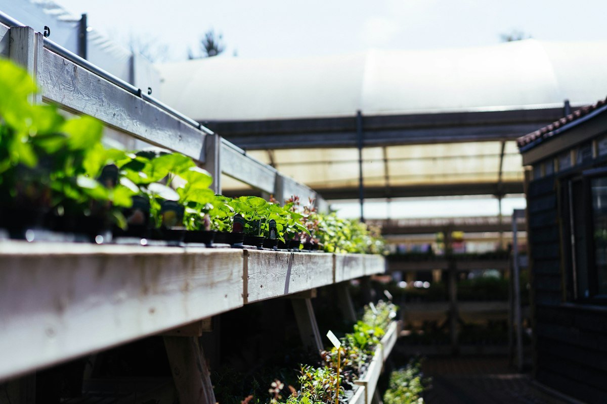 Plants and nursery production: illustrative photograph